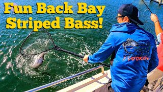 Back Bay Striped Bass Action with FN Fishing Charters [upl. by Fotinas626]