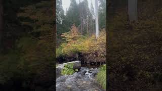 Beaver Creek  Calaveras Big Trees State Park nature california adventure hiking fishing [upl. by Cuttler313]