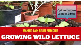 Growing Wild Lettuce [upl. by Nyloc]