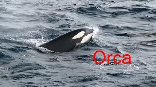 Orca Hunting  Antarctic Sound [upl. by Akinom]