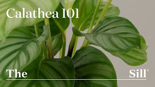 How to take care of a Calathea [upl. by Benjamen435]