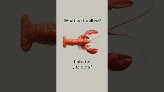 Can you name these seafood learnenglish dailyenglish english vocabulary seafood learn [upl. by Baskett18]