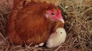 Our Chickens Hatching [upl. by Vachell119]