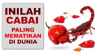 CABE TERPEDAS DI DUNIA [upl. by Morissa]