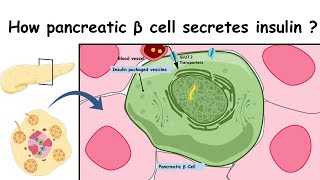 Regulation of Insulin Release and Insulin Action [upl. by Koal]