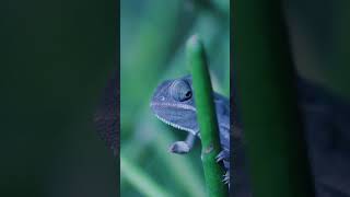 Chameleon dance moves 🦎  2024 [upl. by Abla]