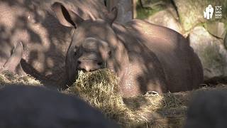 Panzernashörner Betty und Karl ziehen in den Zoo Berlin  Indian rhinoceroses move to Zoo Berlin [upl. by Shelden315]