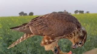 Merlin Falcon  A Rare and a Very Special Falcon [upl. by Muncey432]