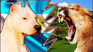 Dogo Argentino vs Puma comparativa de habilidades físicas y estrategias de caza [upl. by Libnah]