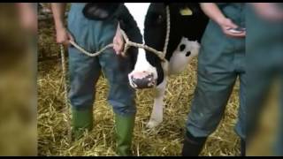 Cattle restraint methods [upl. by Tail]