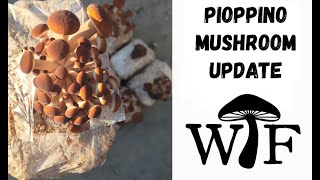 Learn How We Grow Pioppino Mushrooms [upl. by Katharyn]