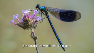 Damselfly [upl. by Nnaycnan]