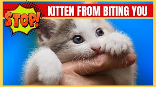 How To Stop A Kitten From Biting [upl. by Noemi340]