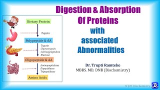 1 Digestion amp absorption of proteins  Amino Acid Metabolism  Biochemistry  NJOY Biochemistry [upl. by Aisatana]