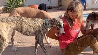 Starving Dog Finally Gets Rescued [upl. by Filiano59]