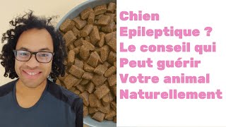 Chien épileptique  le conseil qui peut guérir votre animal naturellement [upl. by Nevur]