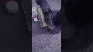 Cat gets a Chewy Haul catsofyoutube Chewy cat fat cats pettreats pettoys [upl. by Fleisig]