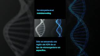 METAGENOMA vs METABARCODING microbiome biologiamolecular bioinformática microbiologia ngs [upl. by Aniara]