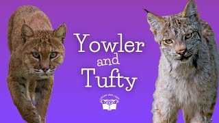 Burgess Animal Book Chapter 29 Yowler the Bobcat and Tufty the Lynx [upl. by Innad436]