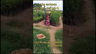 నిమ్మ అంటులు లోడింగ్నల్గొండ 🍋lemon plants farming agriculture shorts shortsfeed explore [upl. by Ydrah]