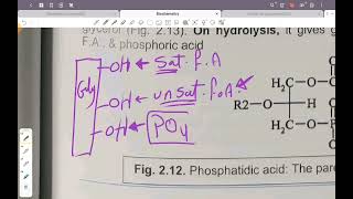 lipids chemistry 2 [upl. by Ellekcim803]