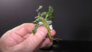 Growing Crown of Thorns Plant in Water [upl. by Aehcim]