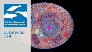 3D Model of a eukaryotic cell [upl. by Euqilegna]