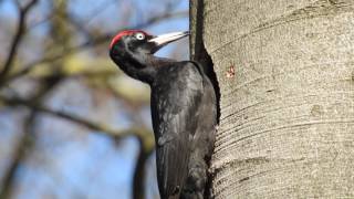 Black Woodpecker Male Schwarzspecht Männchen beim Höhlenbau Germany part27 [upl. by Ynnaffit]