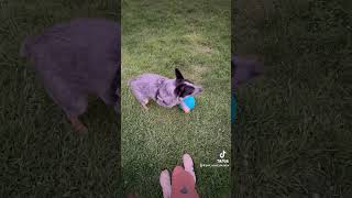 Blue Heeler forgets about ball blueheeler wiggle rolling heeler crazydog [upl. by Lamrouex]