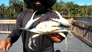 Catching Blue Crabs in Florida [upl. by Fairley685]