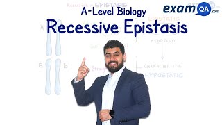 Recessive Epistasis  ALevel Biology [upl. by Ayatnohs]