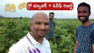 cotton growth result in Narsapuram growth cotton farming indiagro youtubevideos agricultureyt [upl. by Pega212]