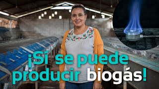 ¡Sí se puede producir biogás con estiércol de conejo  Biodigestores Sistemabio [upl. by Lyrac]