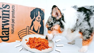 Darwins Raw Dog Food Review [upl. by Alden]