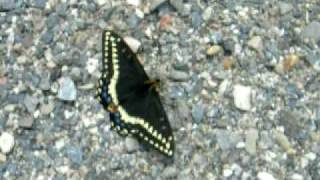 The elusive indra swallowtail butterfly [upl. by Eenal329]