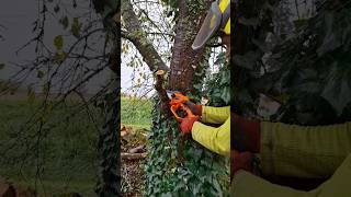 💡Comment retirer une branche sans éclater les fibres de larbre arboristjardinastucearbrevevor [upl. by Hewett]