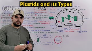 Chloroplast Chromoplast and Leucoplast Plastids and its types Detailed Series [upl. by Airyt]