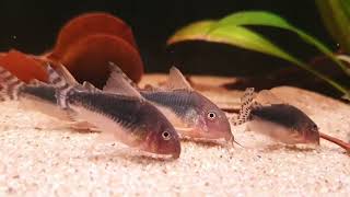 Corydoras gossei wild bij Aquarium Speciaalzaak Utaka [upl. by Eiralav]