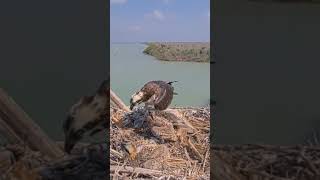 P226 Review birds nest life mom birds brings food to feed her babies in their nest birdslover [upl. by Adiuqram678]