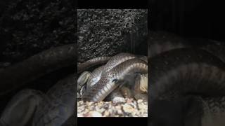 Snake vs lizard fightanimals snaketrendingviralvideo ytshortsinfowithamir animalfactslizard [upl. by Ellatnahc]