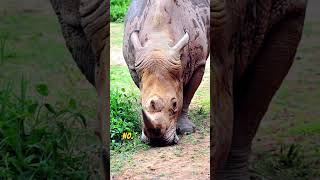 World rarest animals they extinct soon nature facts [upl. by Nobile688]