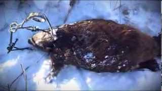 Massive 71 pound Beaver Caught in a 330 Conibear through the ice Amazing Video [upl. by Wernda]