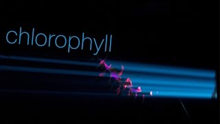 Kautsky effect Chlorophyll fluorescence under 405 nm laser excitation [upl. by Dianemarie]