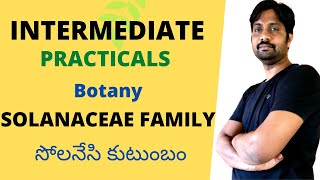 Solanaceae Family  సొలనేసి కుటుంబం  Inter Practicals [upl. by Nirehtac]