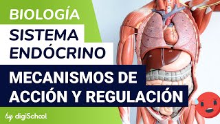 Sistema endocrino  Mecanismos de acción y regulación hormonal  Biología  digiSchool [upl. by Yeblehs]