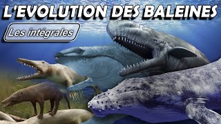 Lévolution des baleines  Intégrale  Évolution  Paléontologie  Simplex Paléo [upl. by Teresina415]