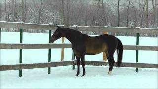 Akhalteke stallion Khorramdel  FOR Sale [upl. by Sharos]