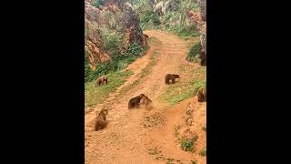 Brutal pelea de osos 🐻vs🐻  Parque de Cabarceno CantabriaEspaña [upl. by Pennebaker]