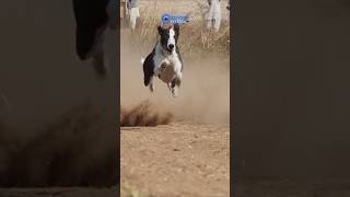 Greyhound Racing Dogs  Super Speed Track race Dogs tazidog [upl. by Eyssej]