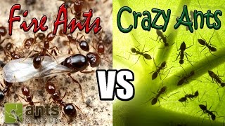 Flying Fire Ants vs Cloning Crazy Ants  Amazing Ant Reproduction [upl. by Bullivant151]